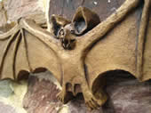 bat fothic decor vampire